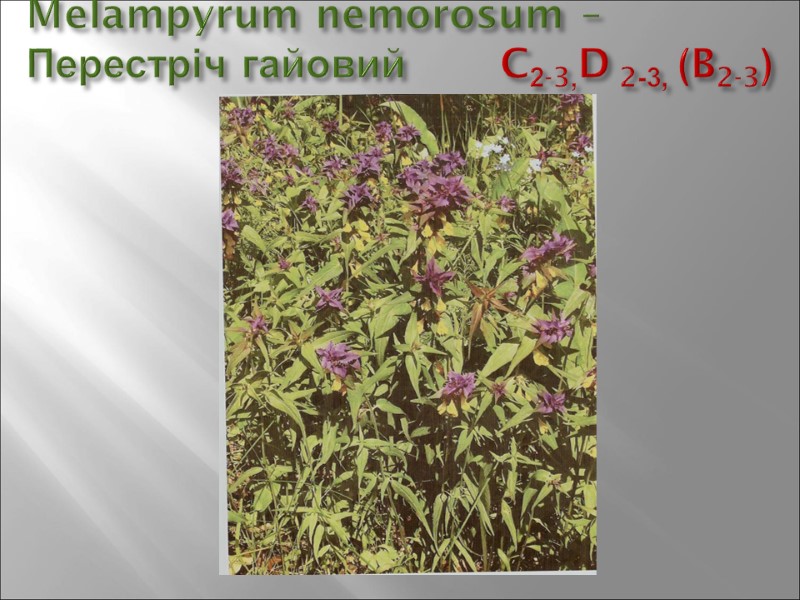 Melampyrum nemorosum –  Перестріч гайовий       C2-3,D 2-3,